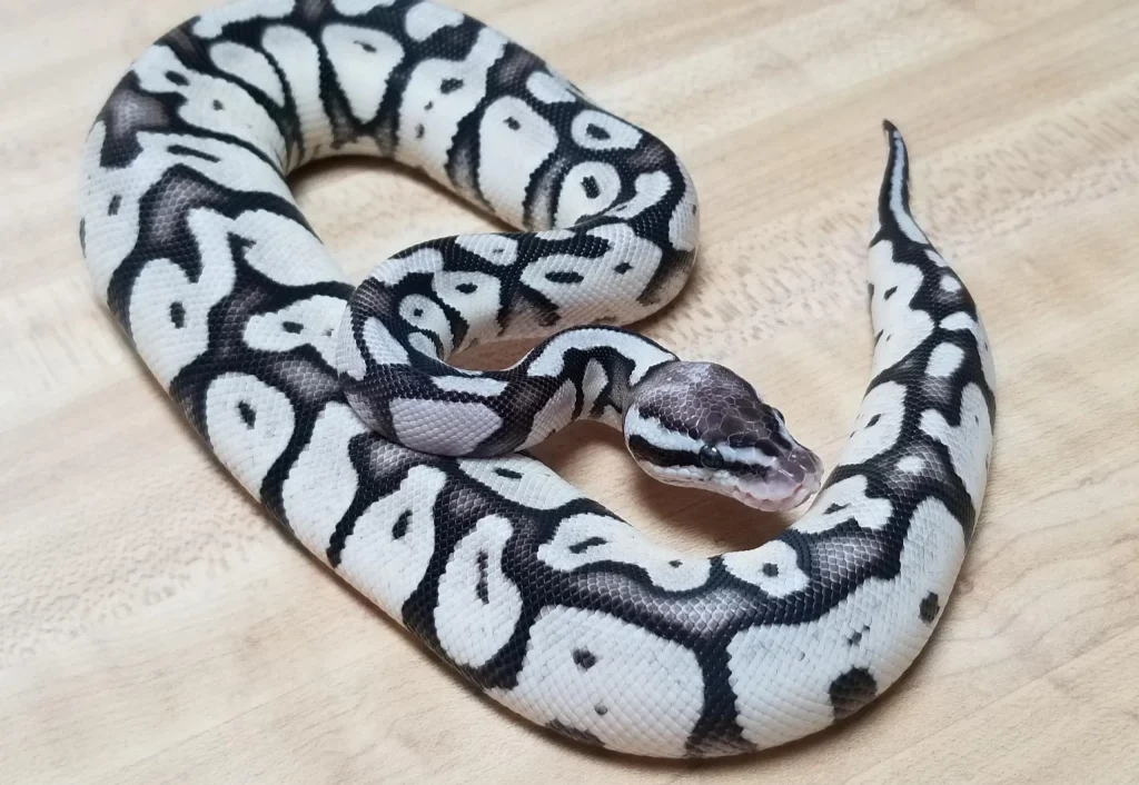 axanthic ball python