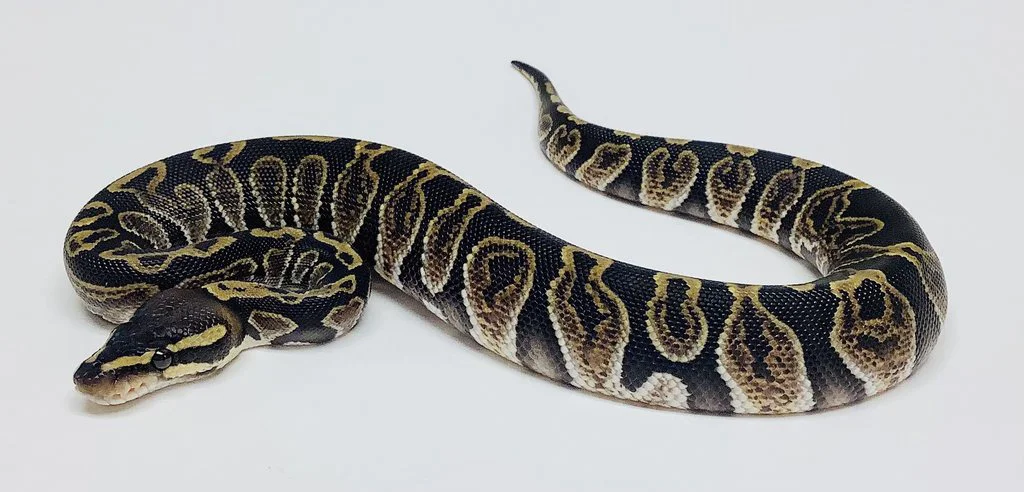 ghi ball python