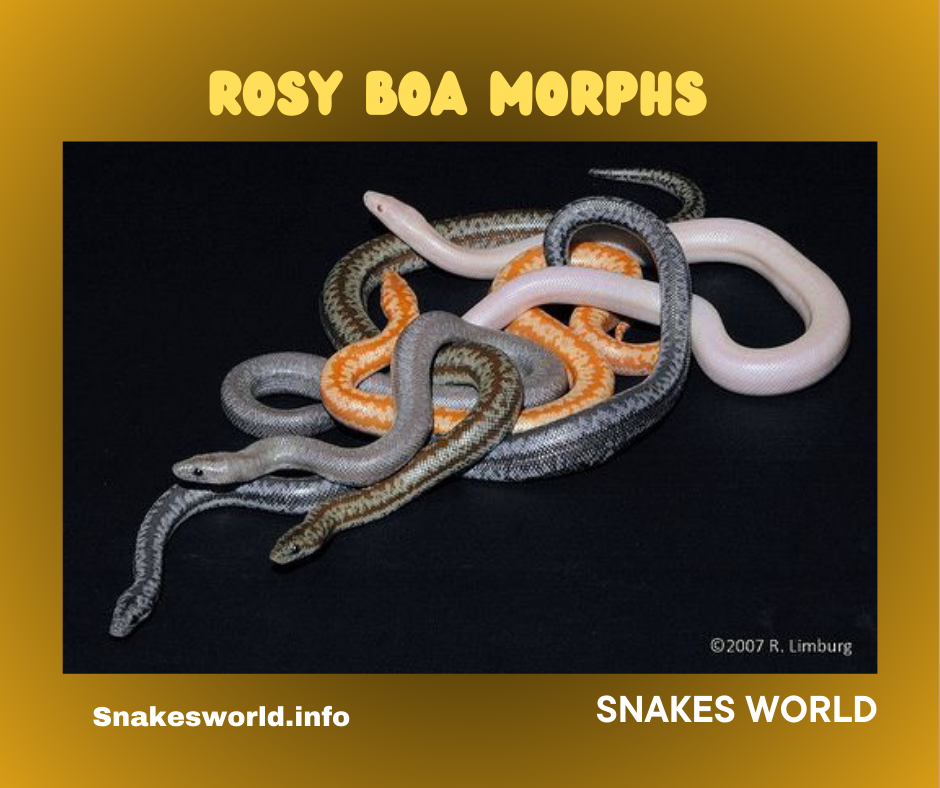 Rosy Boa Morphs